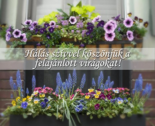 Köszönjük a virágokat